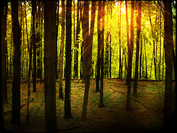 treelight