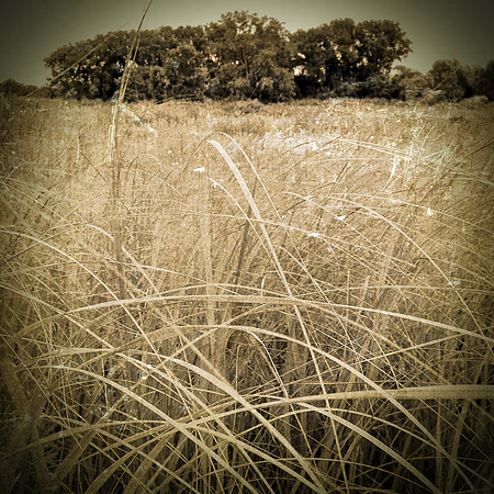 trees in grass