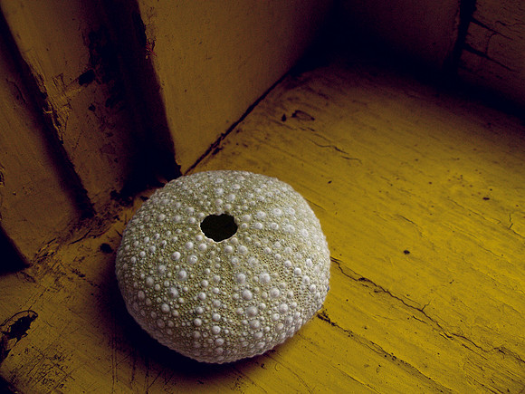 urchin on sill