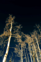 winter birch 1