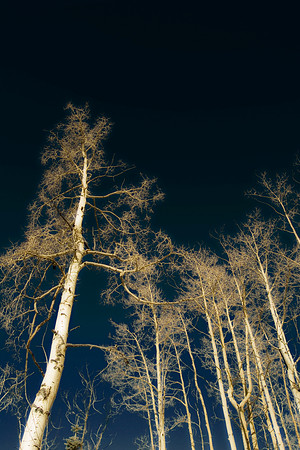 winter birch 1
