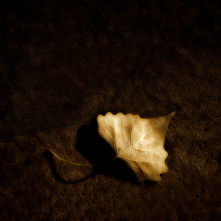 leaf still 3