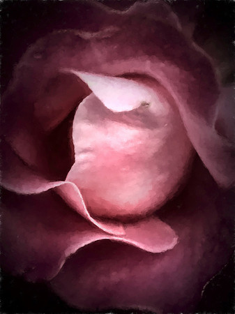 intense rose