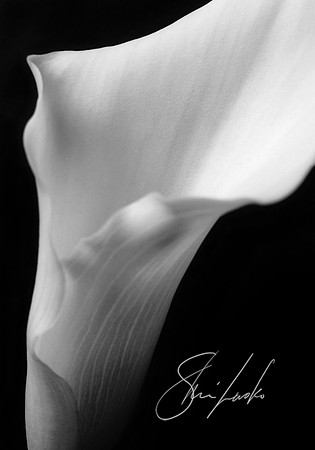grace 1