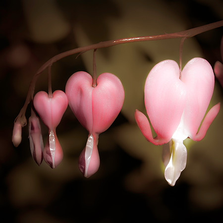 hearts