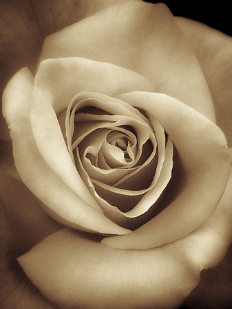 old rose