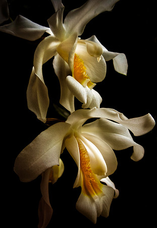 orchids