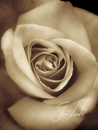 old rose