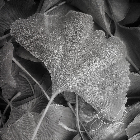 frosted ginkgo square