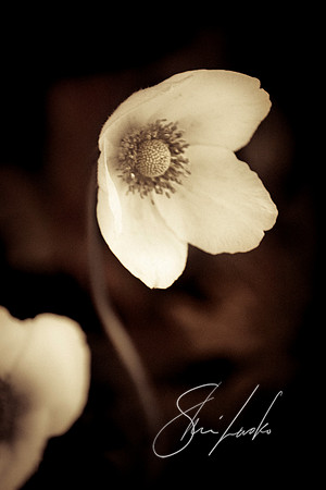 reverence