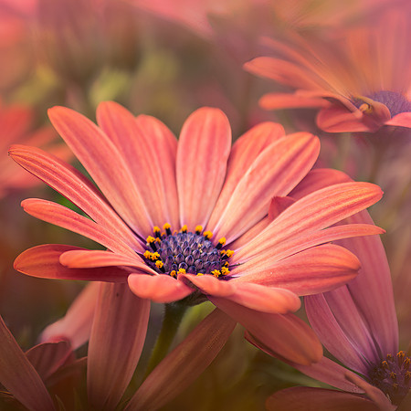 summer glow 1