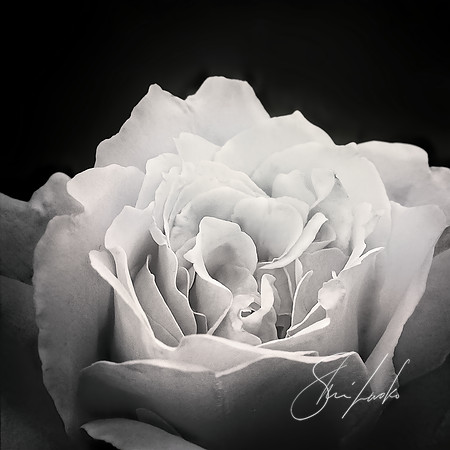 Light Enters Rose
