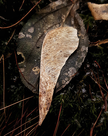 naturally composed
