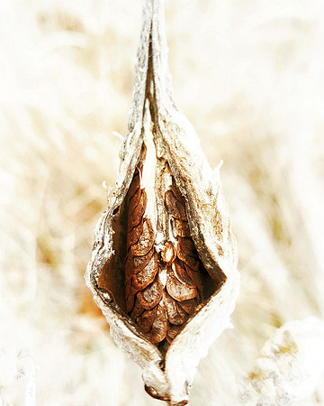 broken open