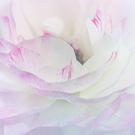 peony subtle