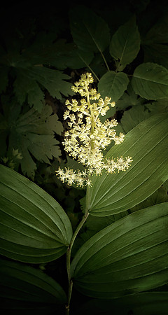 Solomon's Plume