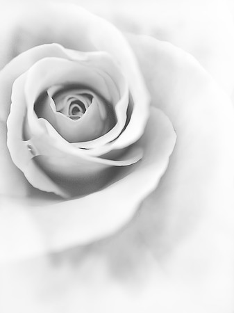 hint of rose