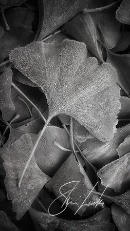 frosted ginkgo