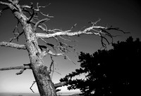 sandia tree 2