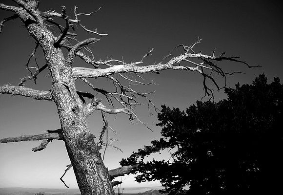 sandia tree 2
