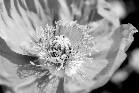 poppy 1