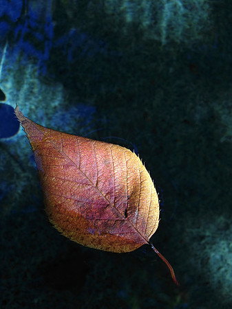 leaf floats