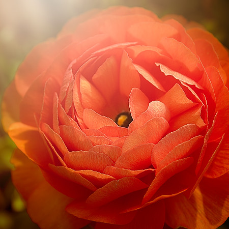 peony glow 1