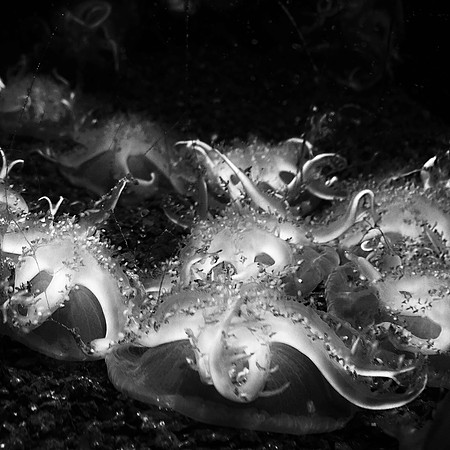 upside down jellys