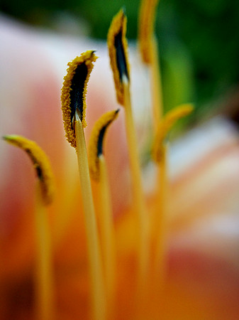 stamen