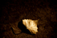 leaf still 2