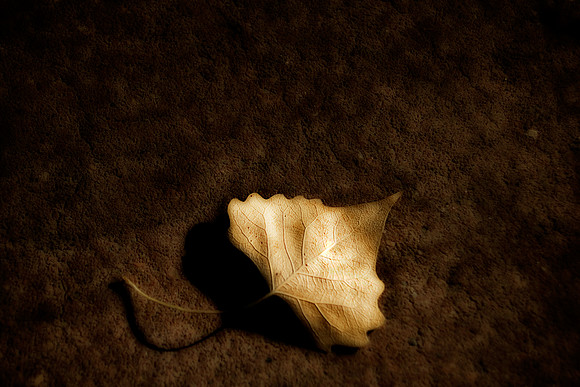 leaf still 2