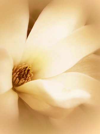 Magnolia depth