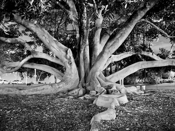 balboa tree