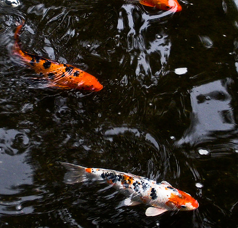 koi