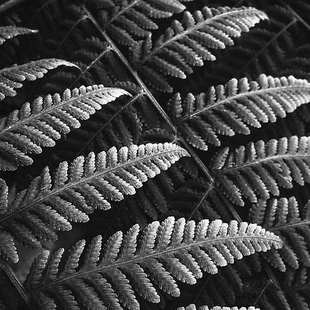 fern rows