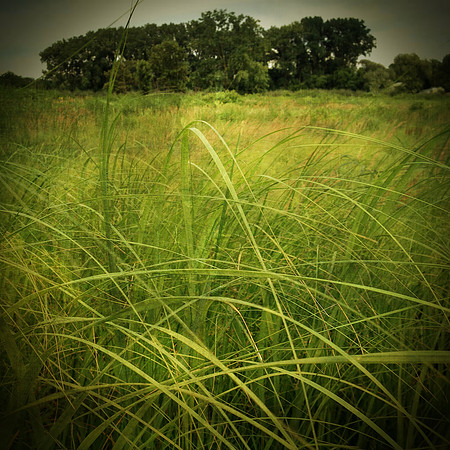 prairie trees green