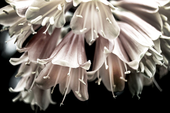 flowerworks 1