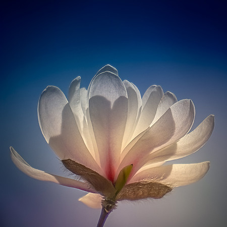 Magnolia bud and Spring sun