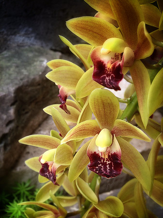 orchids 2