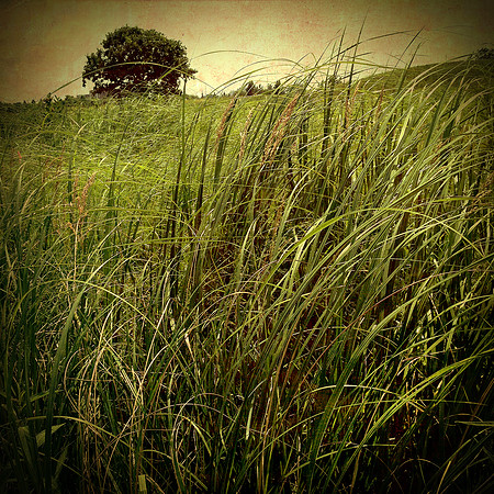 prairie grasses