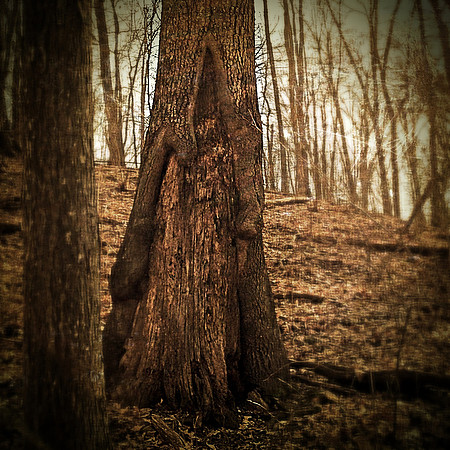 wizard in tree