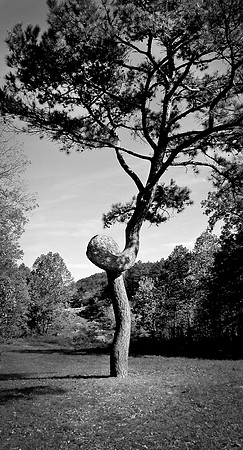 loopy tree
