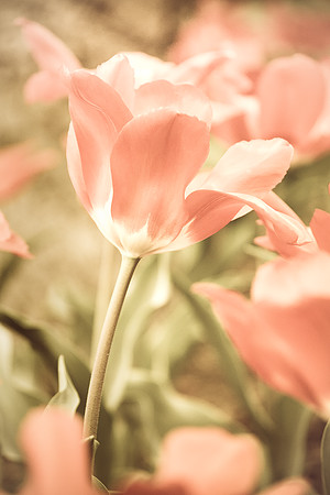 spring pink