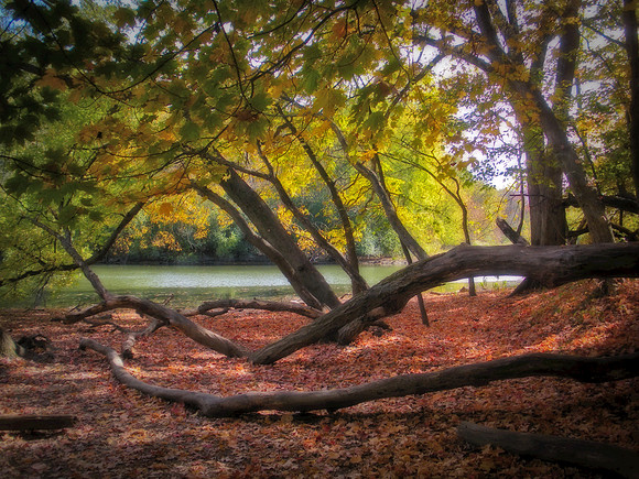 fullersburg woods 2