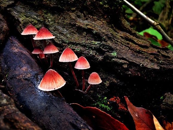 gems on the trail