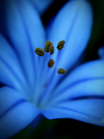blues