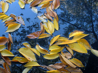 leaving too color