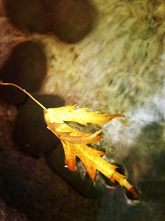 leaf floats 2