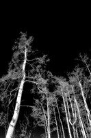 winter birch 2