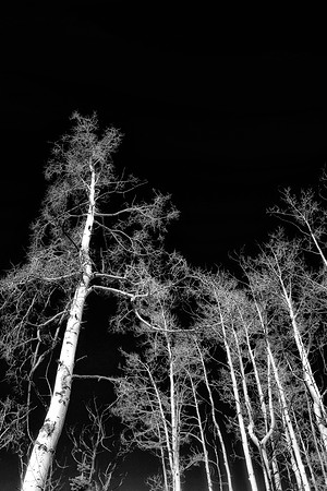 winter birch 2